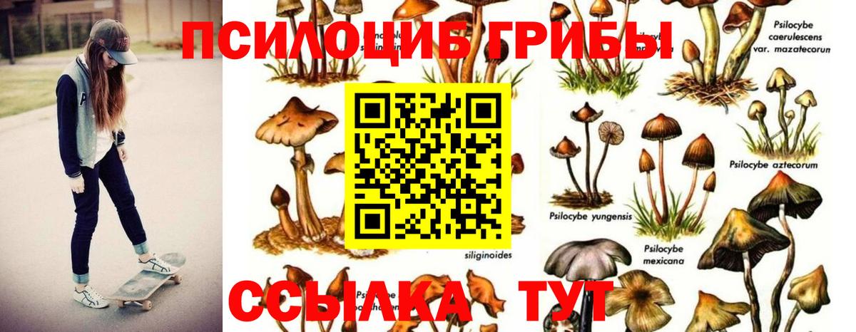 Псилоцибиновые грибы Psilocybe  закладки  Азнакаево  Вход с VPN 